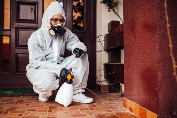 Reliable Wasp Removal contractor in El Cerro Mission, NM by Show Me Pest Control